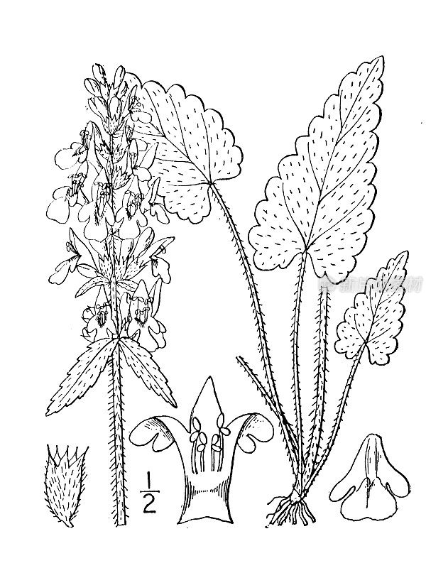 古植物学植物插图:betonica officinalis, Wood betony